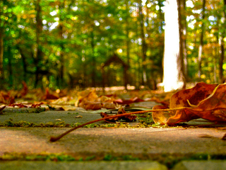 Illustration for article titled Shooting Challenge Fall Leaves Gallery 4